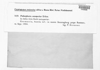 Podosphaera clandestina image